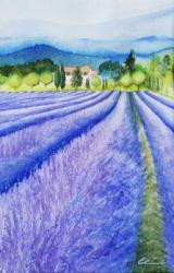 Profumo di lavanda